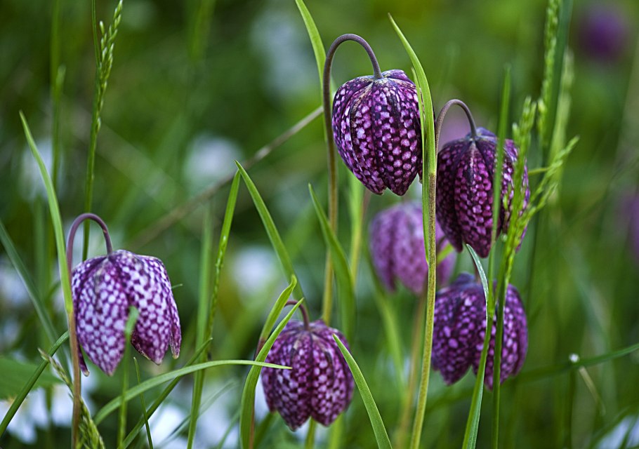 Цветок рябчик