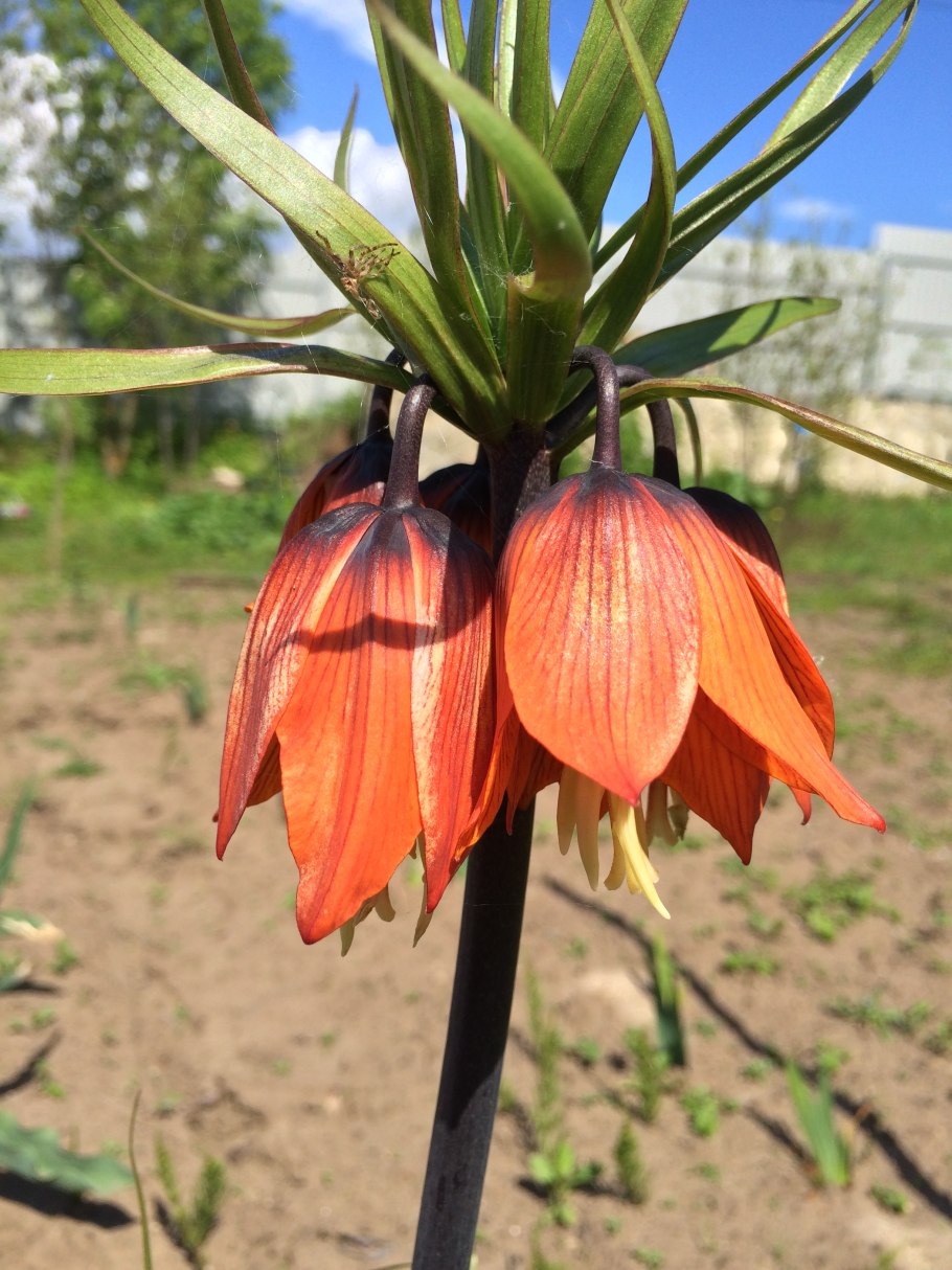 Лилия рябчик императорский