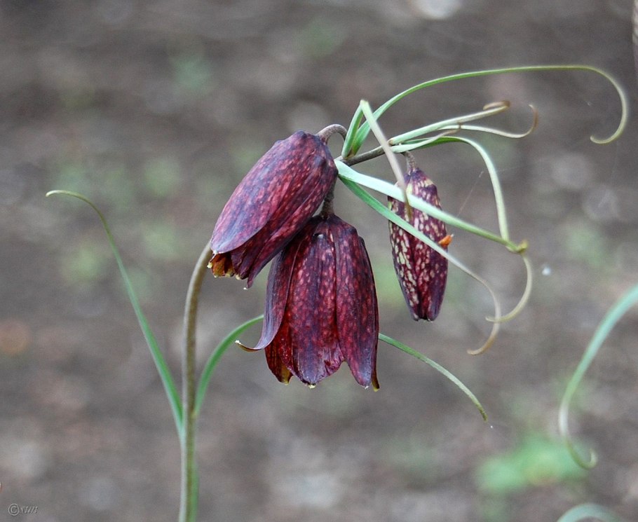 Рябчик шахматовидный fritillaria meleagroides