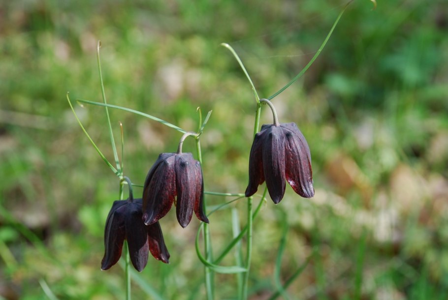 Fritillaria ruthenica