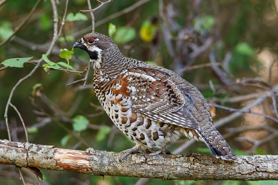 Рябчик уссурийский птица