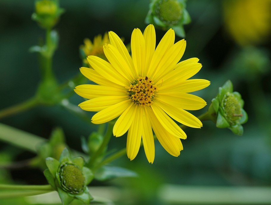 Сильфия пронзеннолистная семена