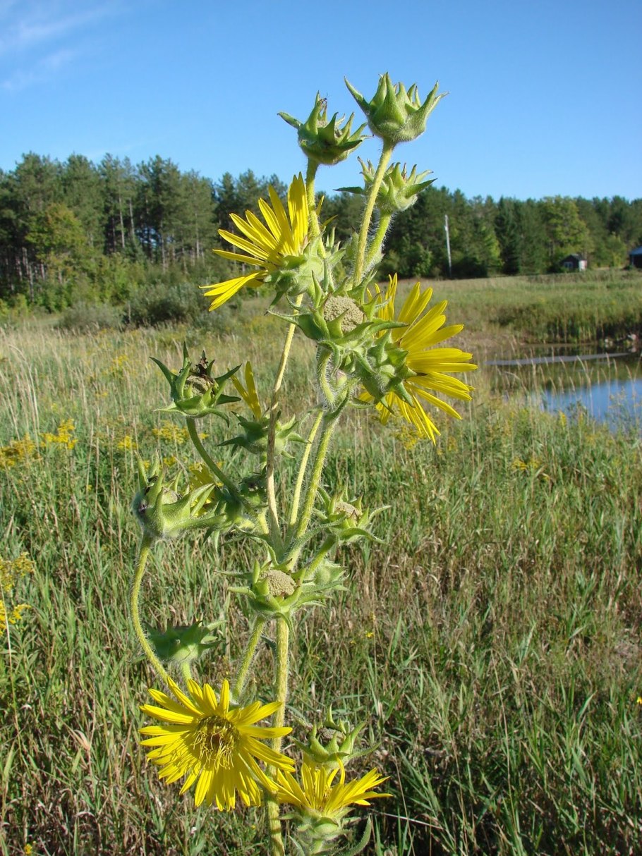 Сильфий фото