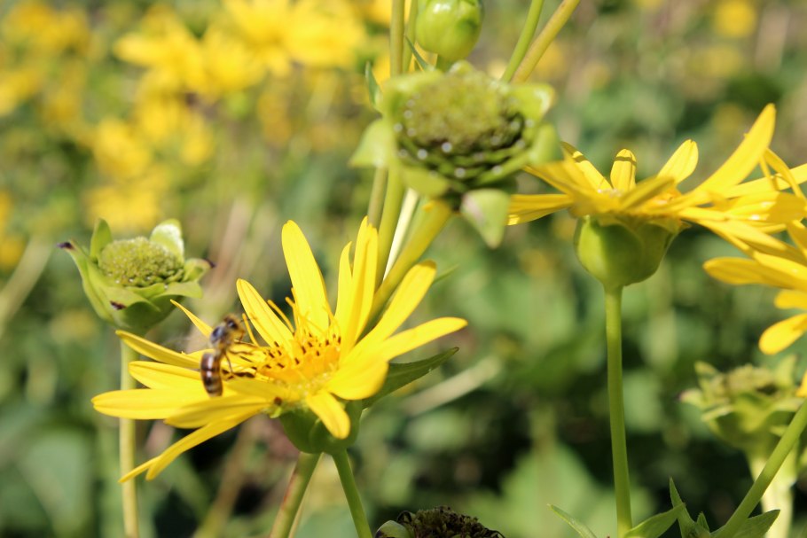 Silphium laciniatum