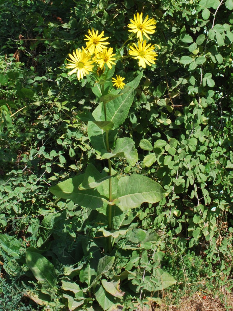 Silphium perfoliatum