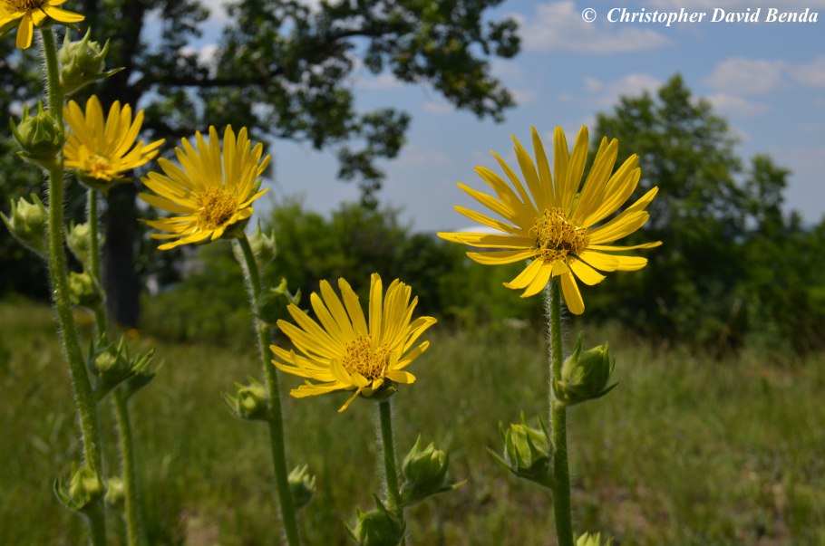 Сильфия пронзеннолистная медонос