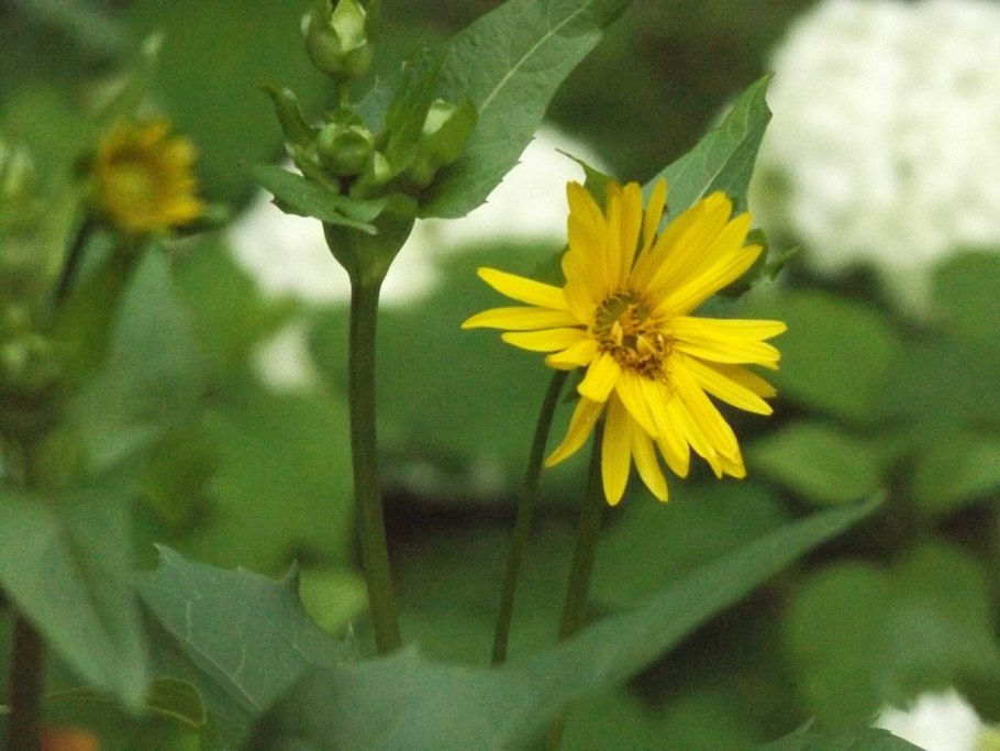 Silphium mohrii