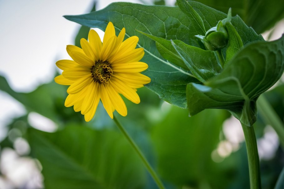 Сильфий теребинтинацеум