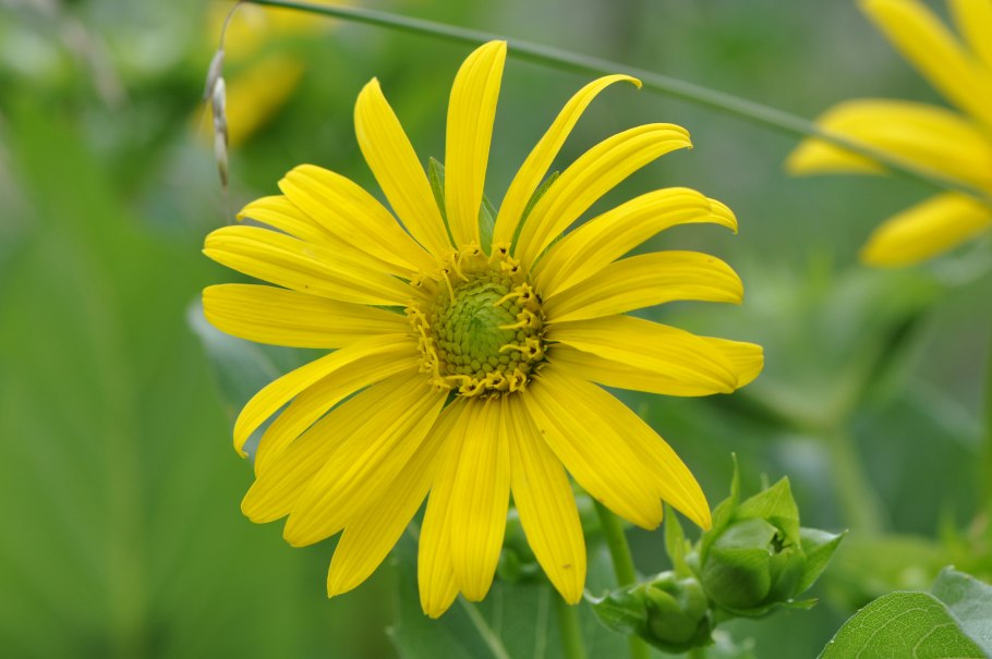 Сильфия пронзеннолистная