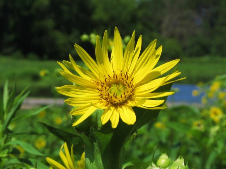 Silphium laciniatum