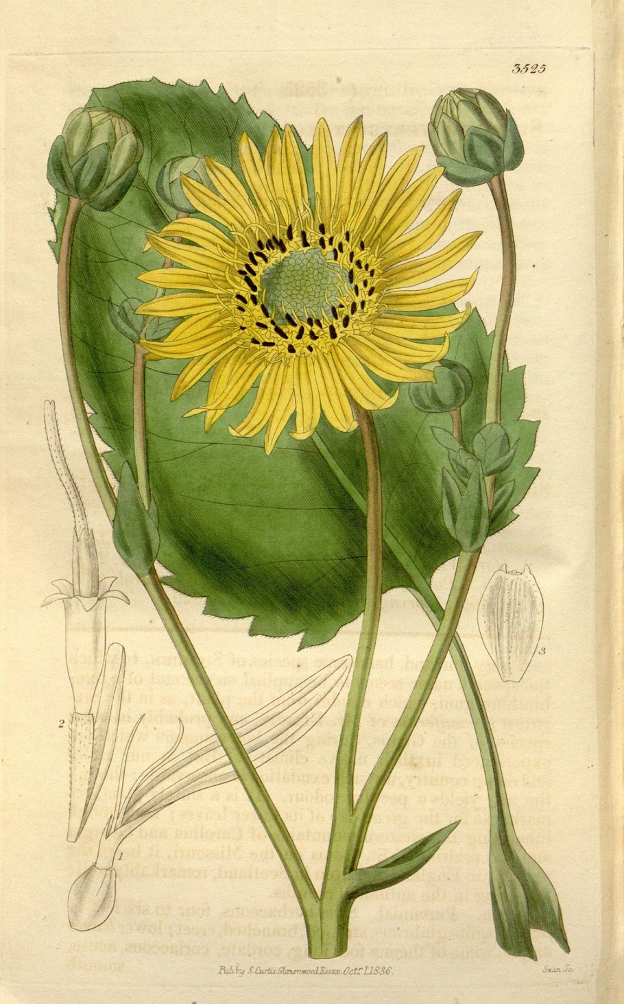 Silphium mohrii