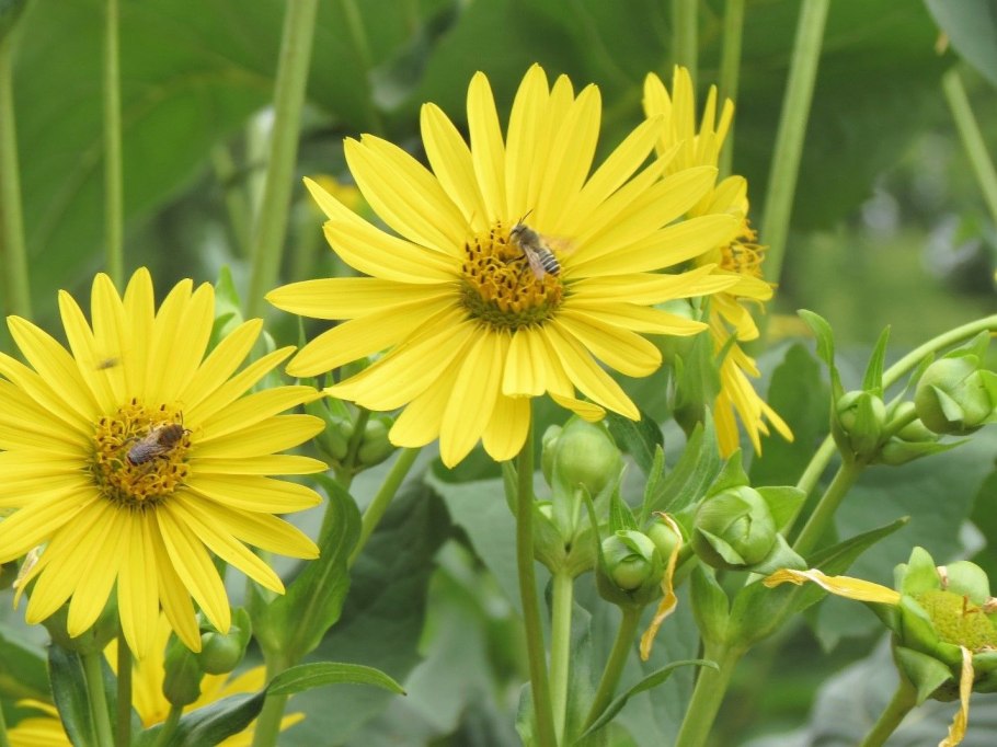Сильфия медонос