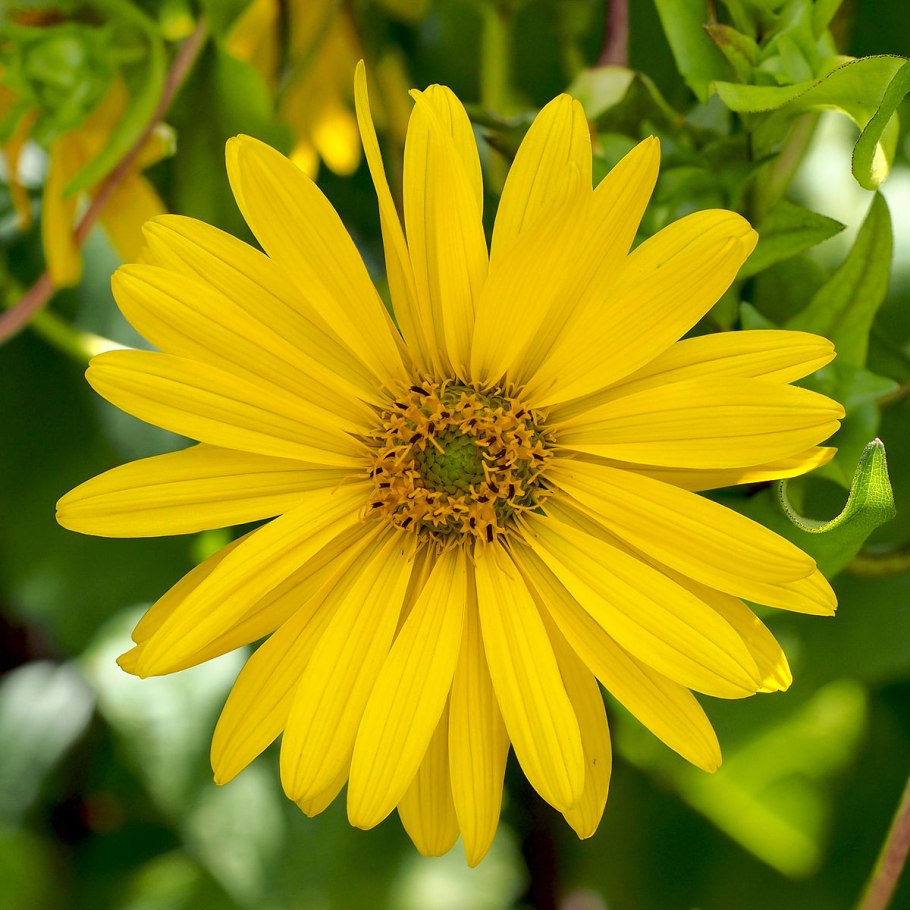 Silphium perfoliatum