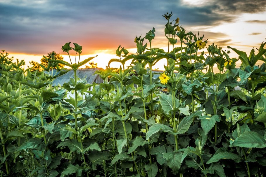 Сильфия пронзеннолистная семена