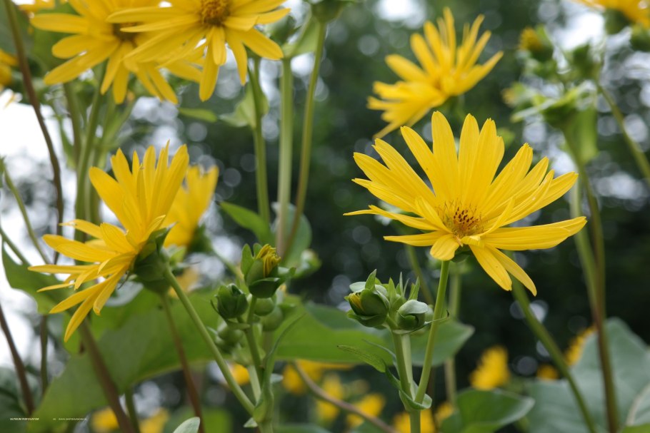 Сильфия пронзённолистная