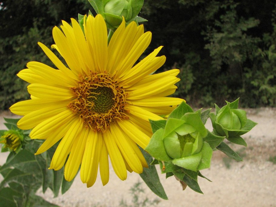 Silphium laciniatum