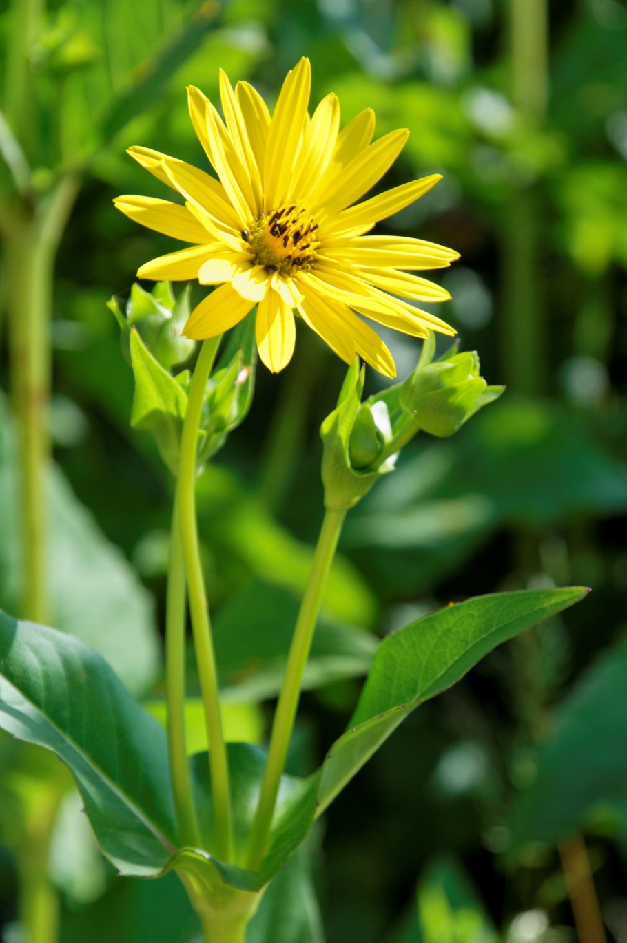 Сильфиум (Silphium laciniatum)