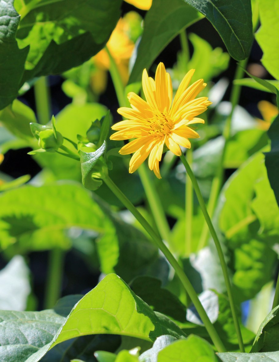 Сильфия медонос