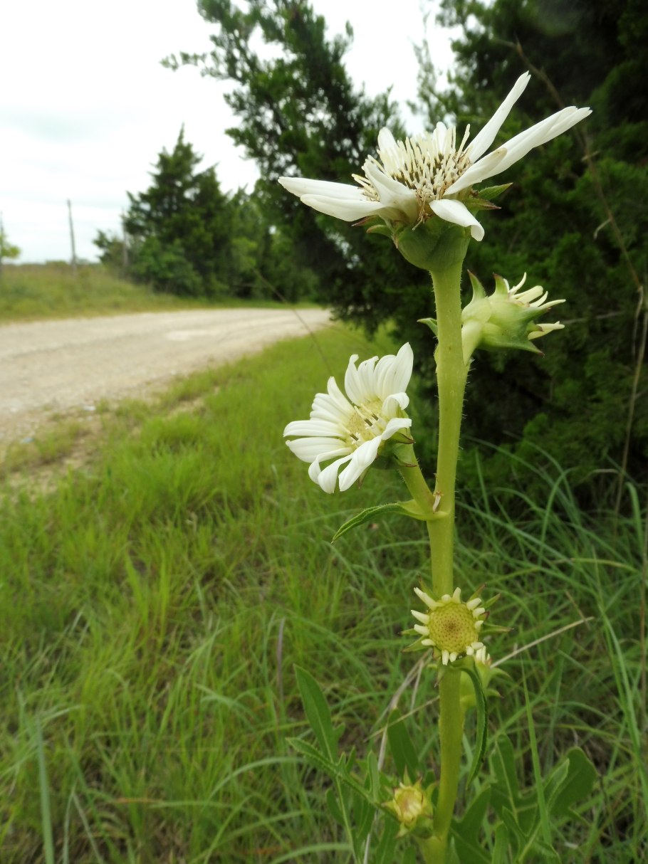 Сильфий растение Википедия