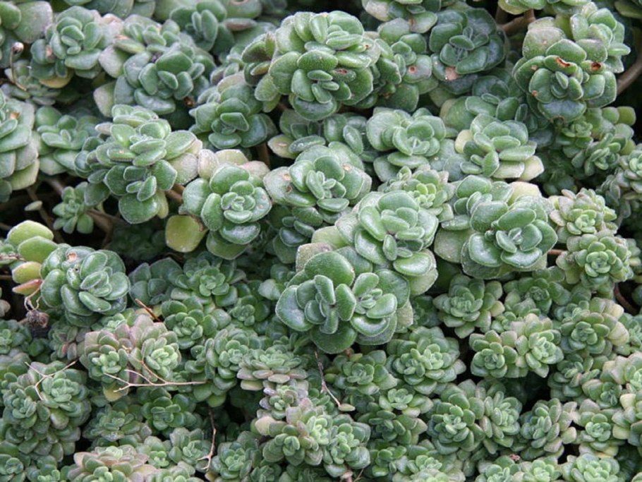 Аихризон bethencourtianum