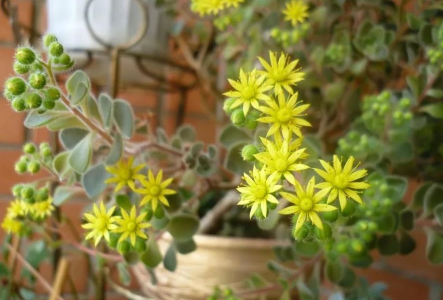 Аихризон Бетанкура