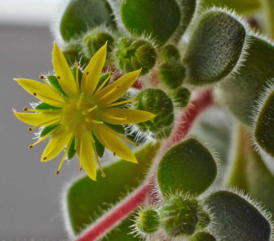 Аихризон суккулент