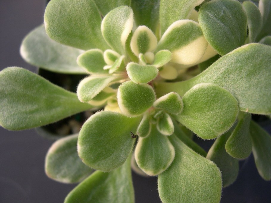 Цветок аихризон дерево счастья