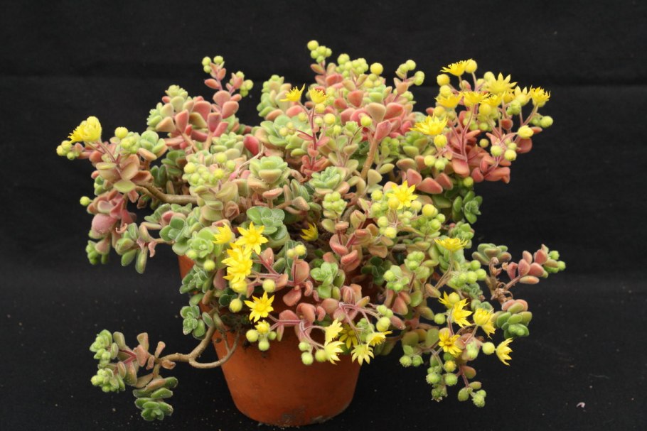 Аихризон цветок