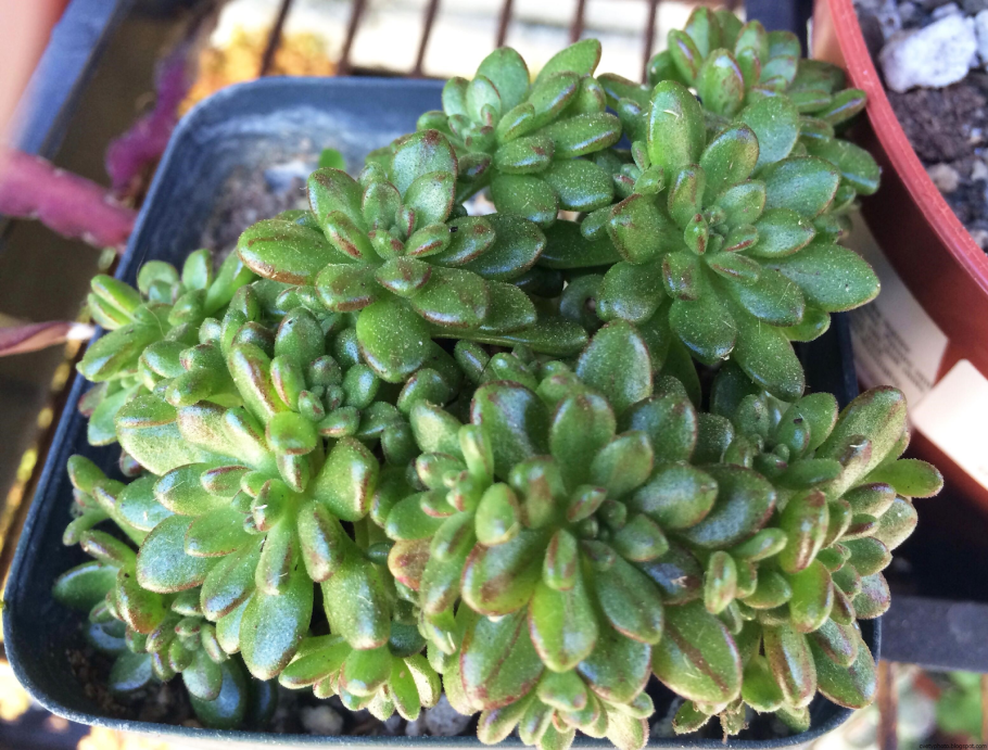 Аихризон суккулент