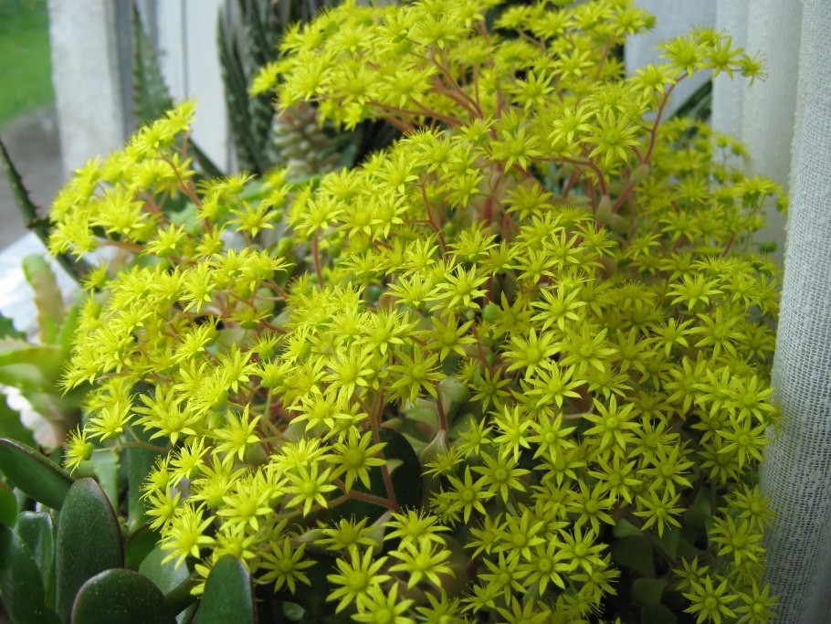 Толстянка аихризон