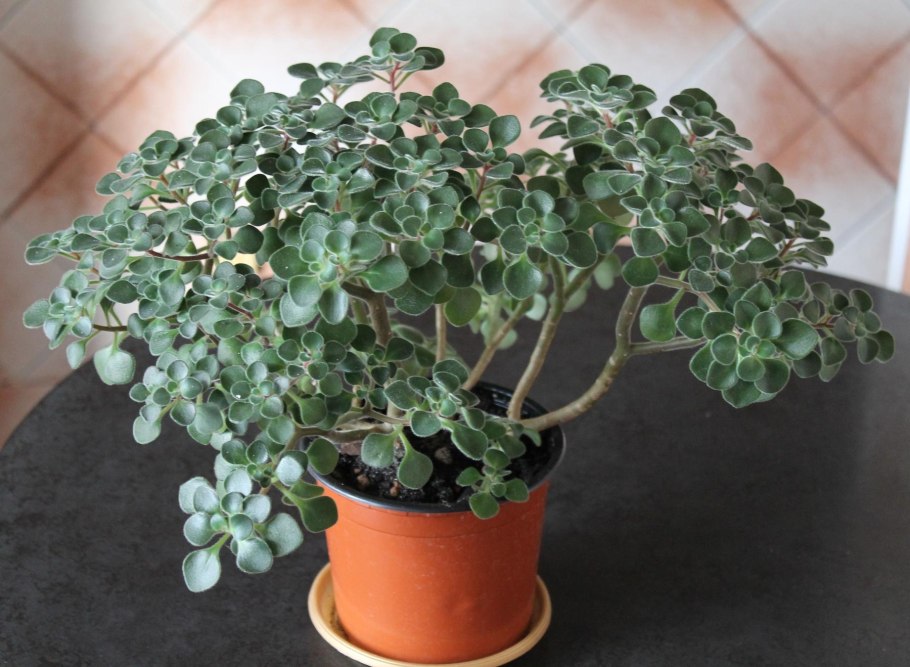 Аихризон Росток