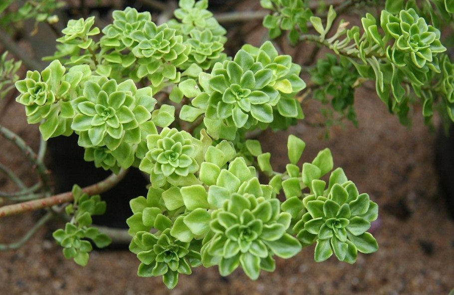 Аихризон дерево любви