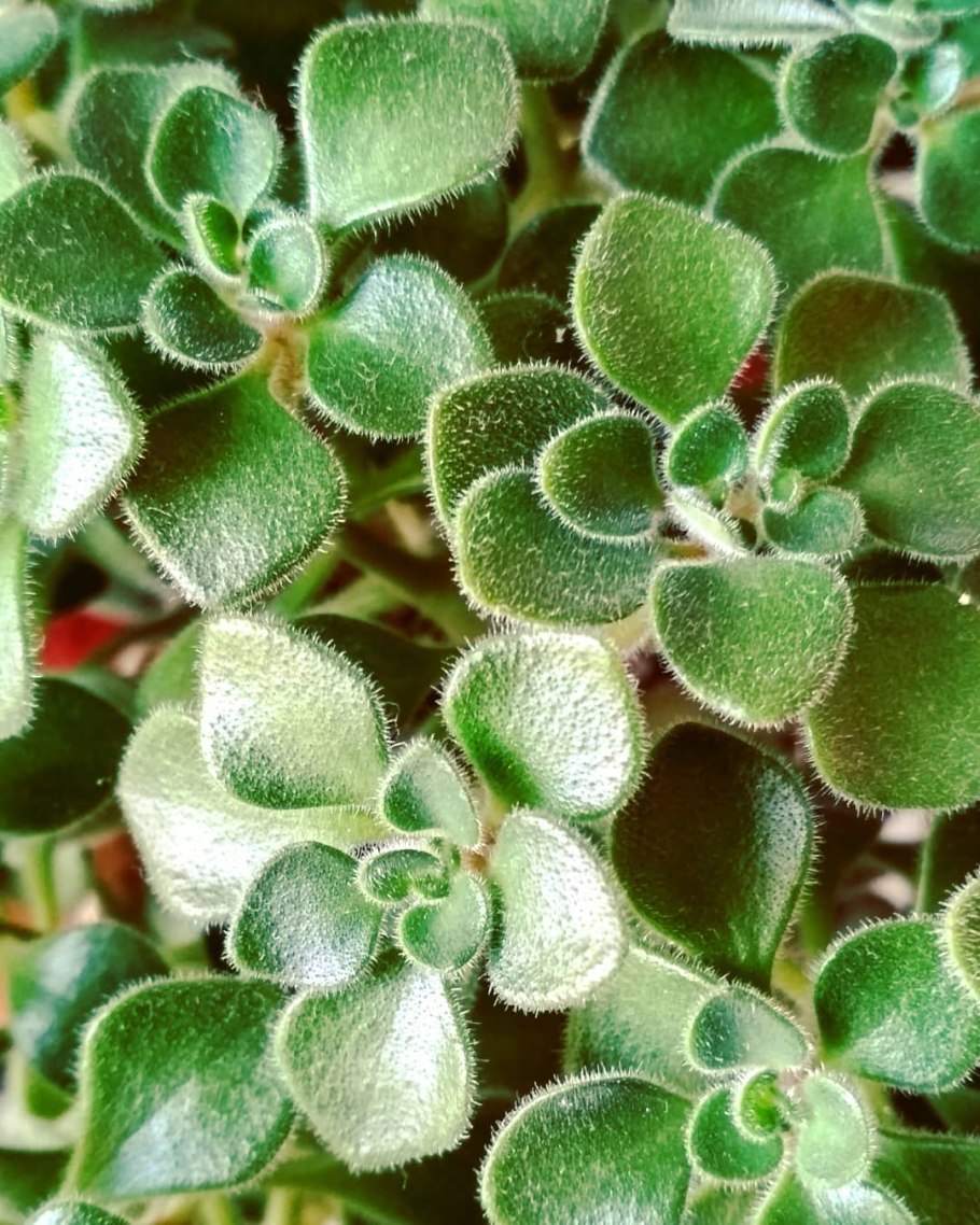 Аихризон цветок