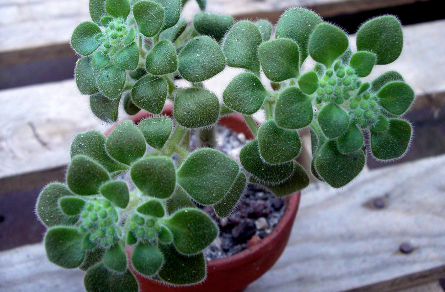 Толстянка аихризон