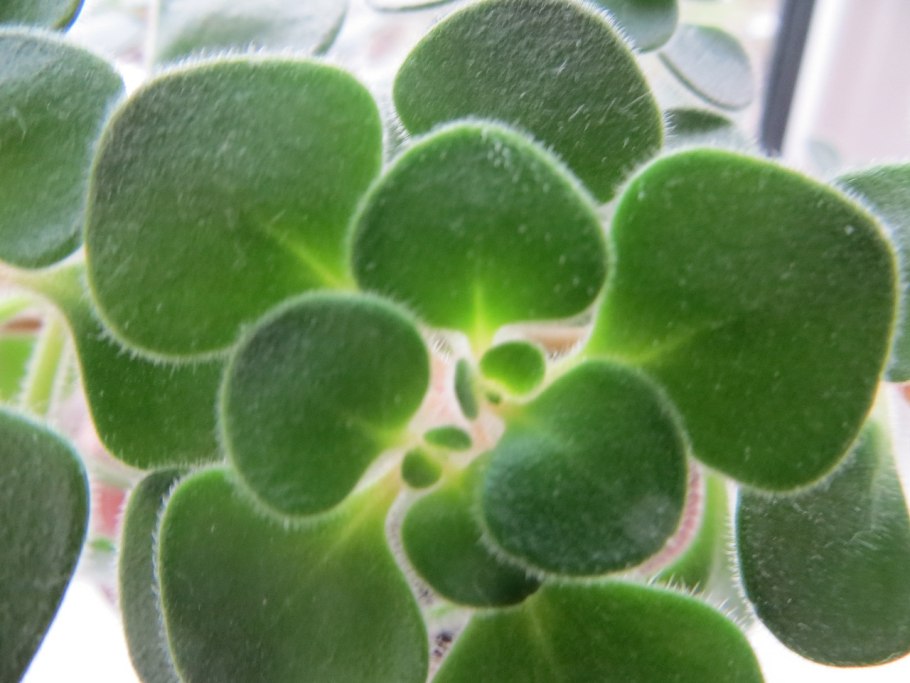 Аихризон дерево