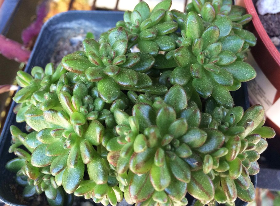 Аихризон цветок