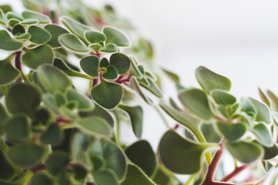 Аихризон цветение