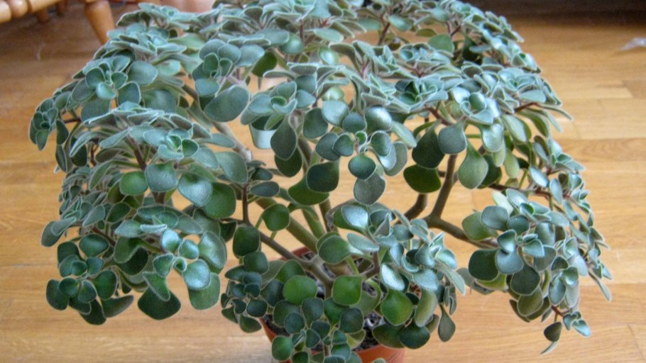 Цветок аихризон дерево