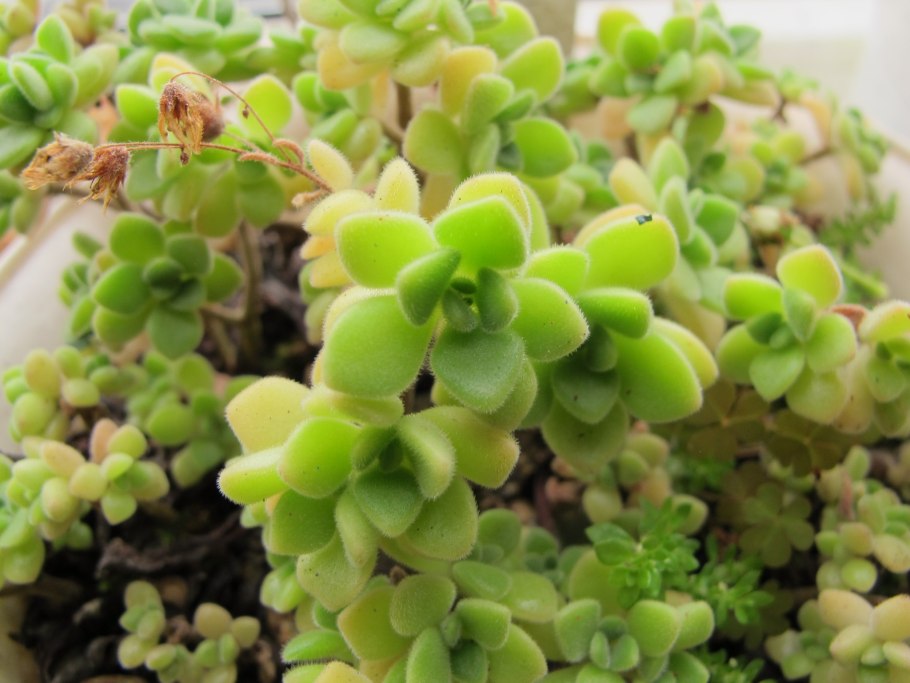 Толстянка аихризон