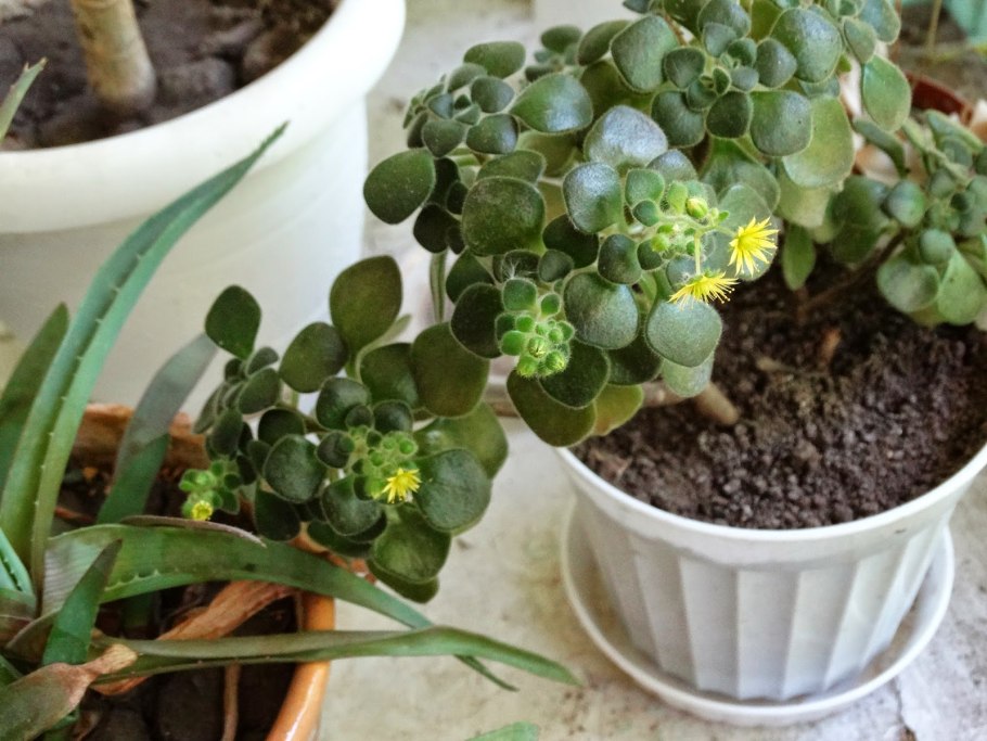 Аихризон цветок комнатный