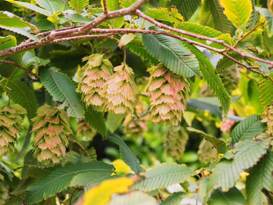 Граб Каролинский лат Carpinus caroliniana