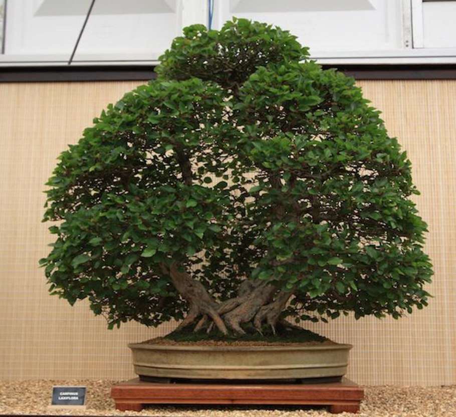 Граб японский бонсай