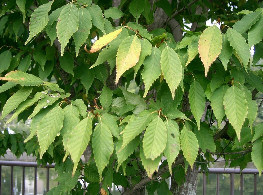 Prunus avium листья