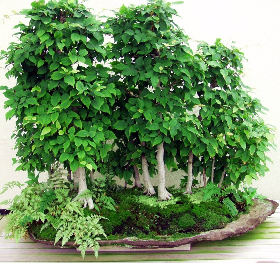 Бонсай шиповник