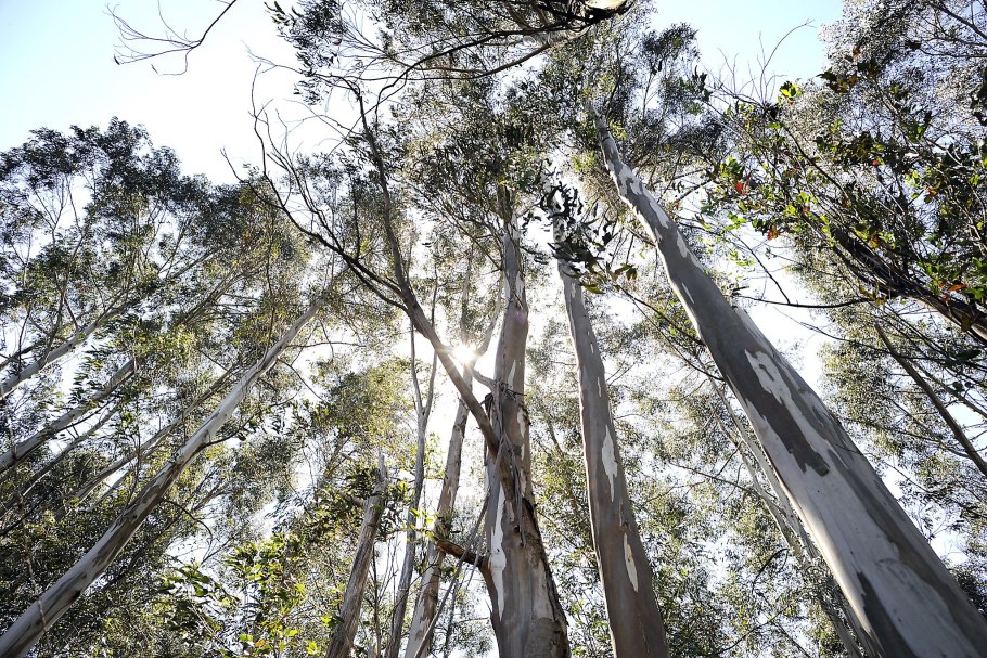 Эвкалипт декоративный