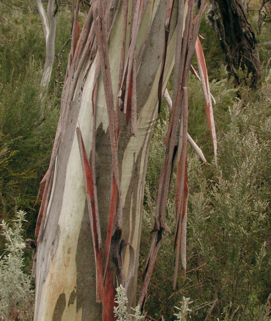 Rainbow eucalyptus tree