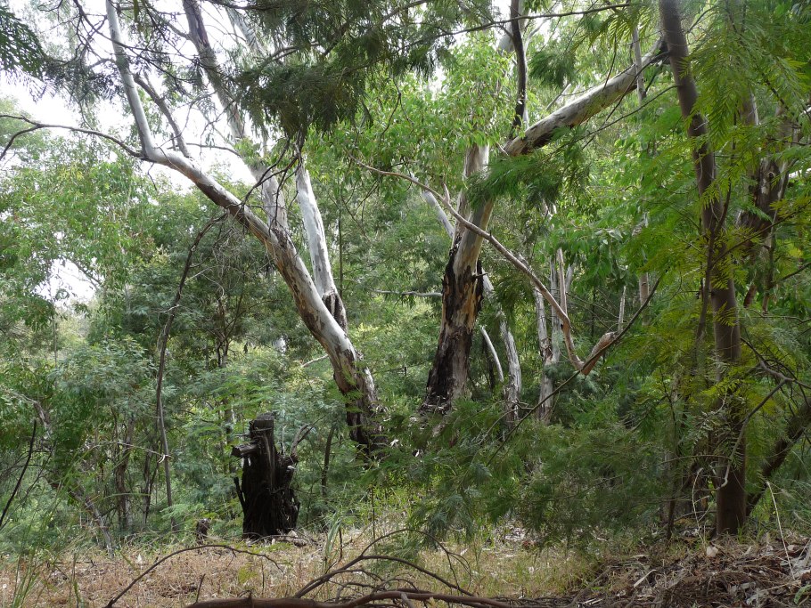 Eucalyptus camaldulensis