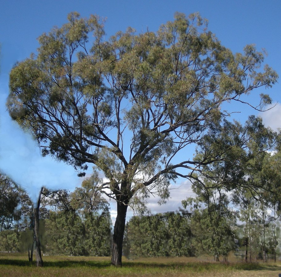 Eucalyptus nova anglica