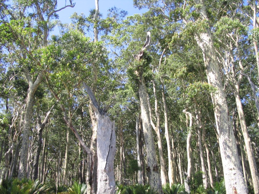 Эвкалипт остролистный