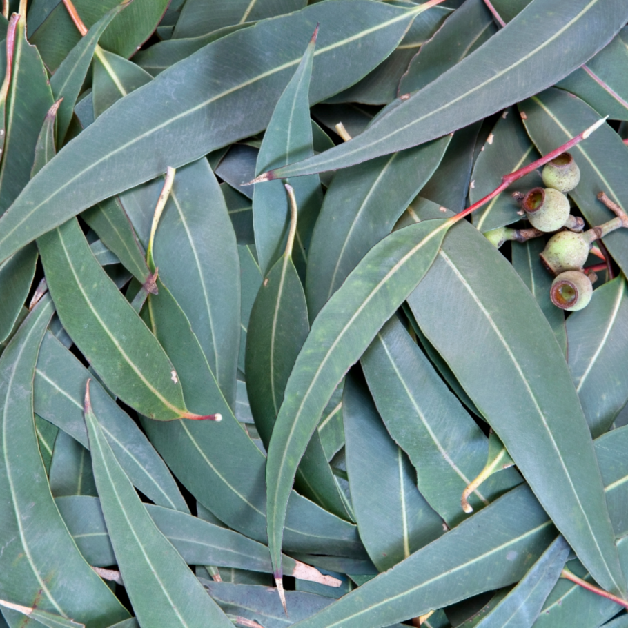 Eucalyptus smithii
